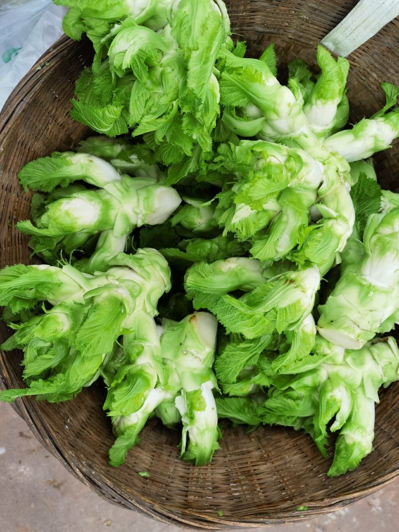 儿菜精品儿菜早熟中熟儿菜