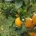 脐橙大量上市口感好产地直发营养价值高对接各大电商批发商