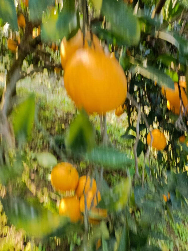 脐橙大量上市口感好产地直发营养价值高对接各大电商批发商