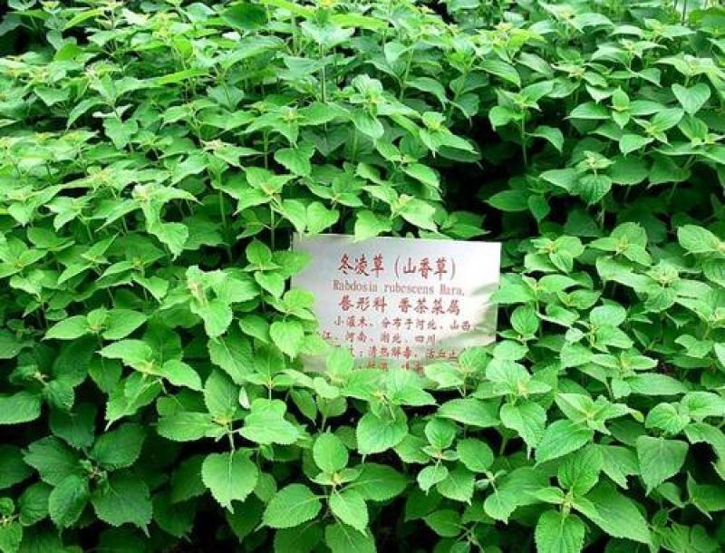 优质中药材种子冬凌草冰凌草破雪丹种子新采种子