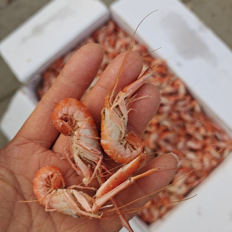 山东爪虾立虾狗虾活虾加工即食不咸对接各地网红电商超市