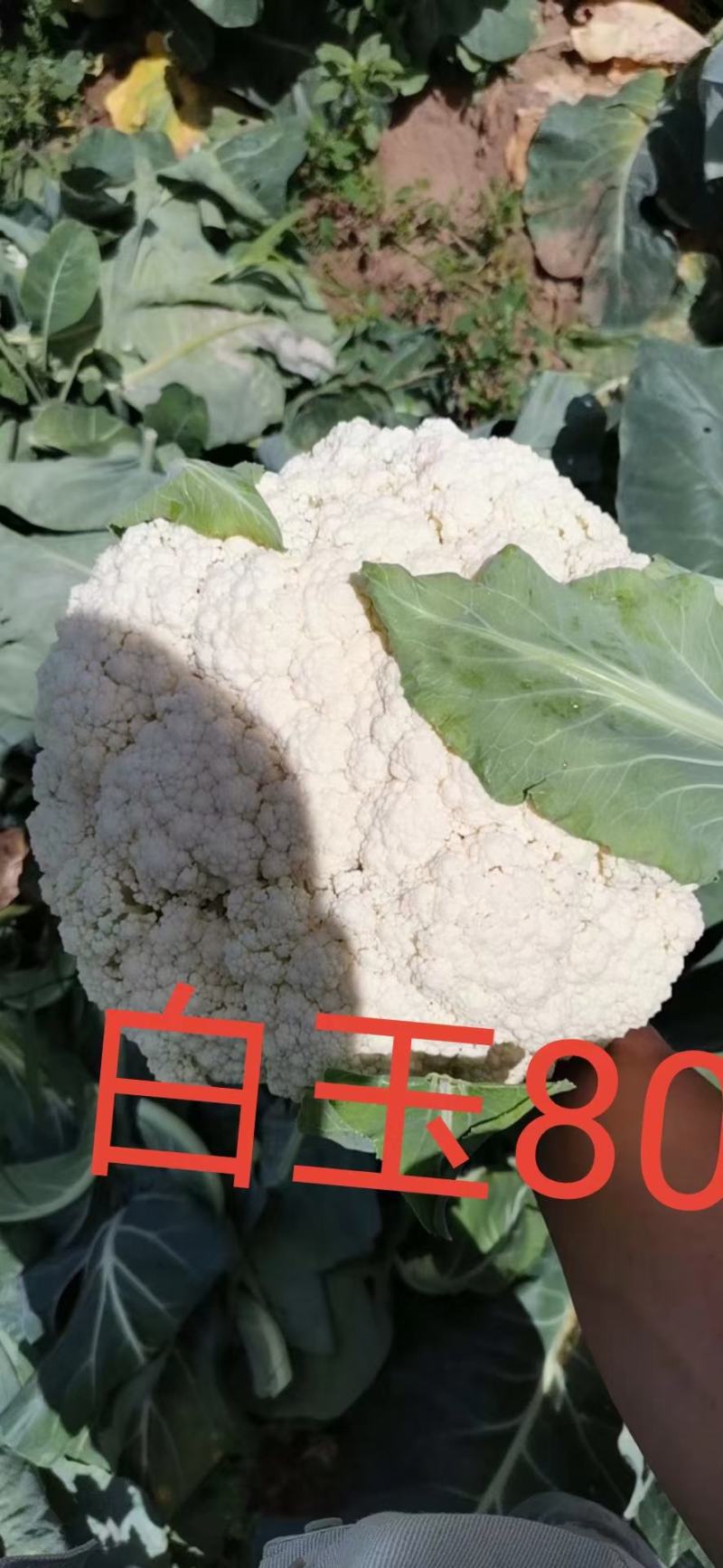 散花