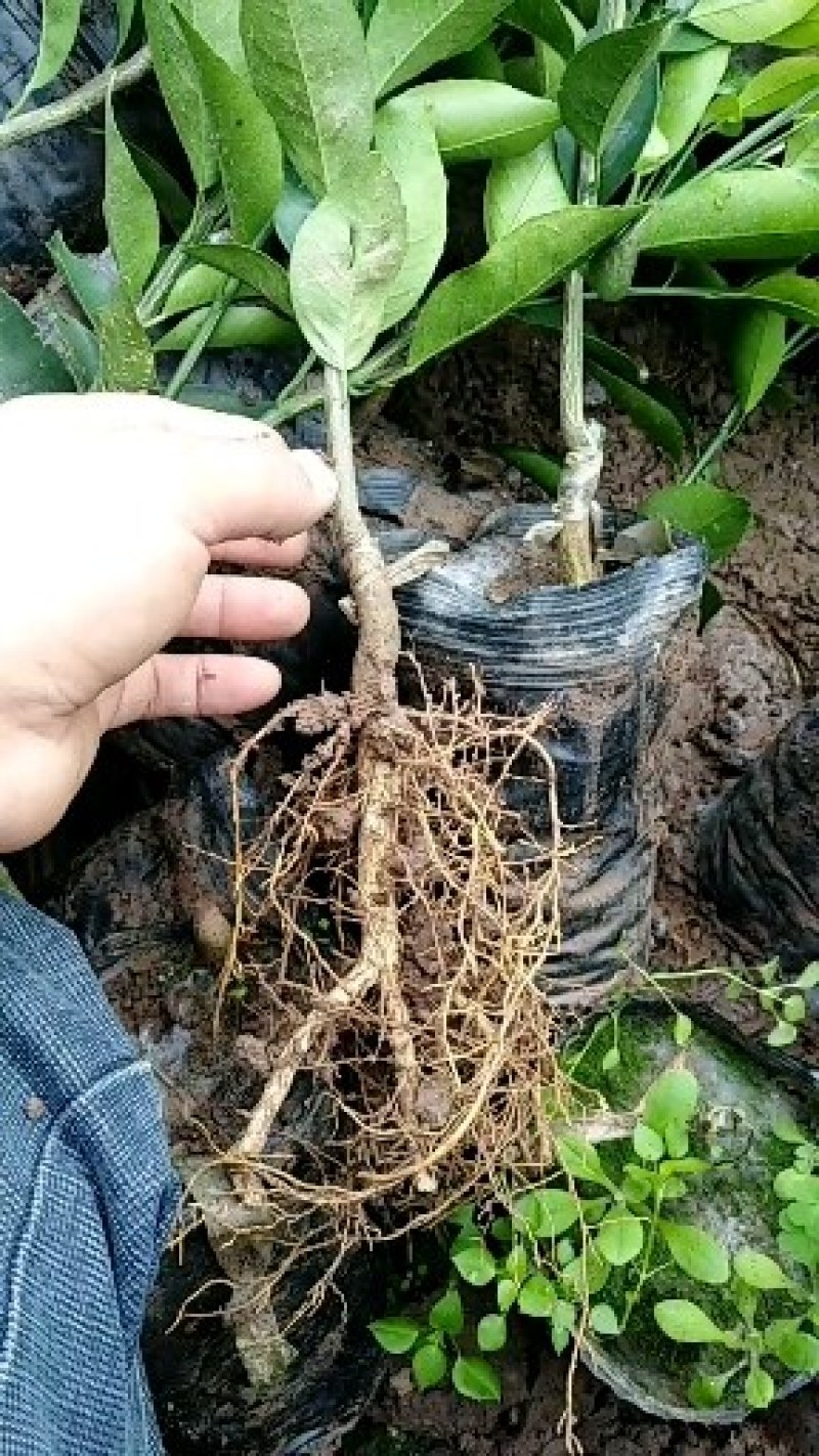 包成活耙耙柑，春见苗，1年苗，2年苗，地苗，杯苗均有