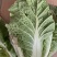 热销白菜山东大白菜胶东白菜冻白菜黄心白菜