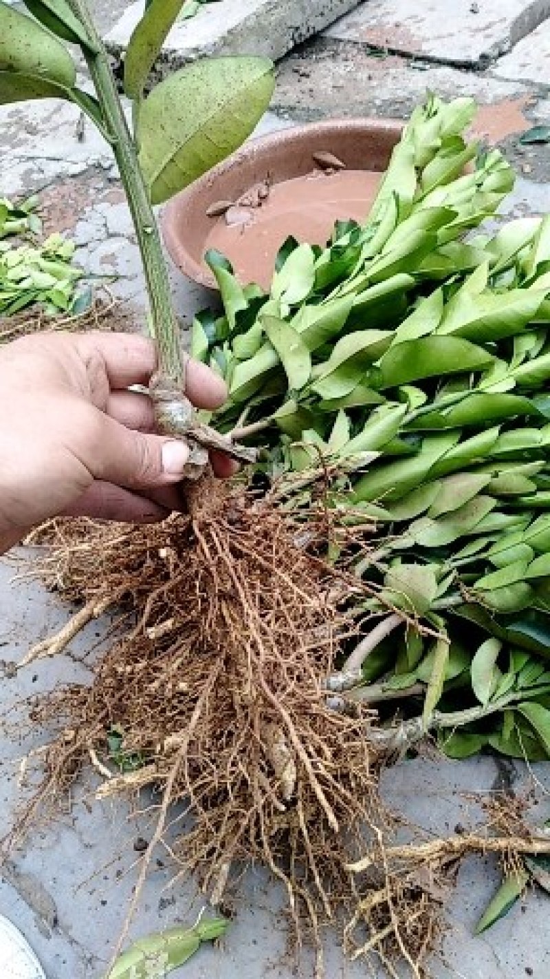 沃柑苗
