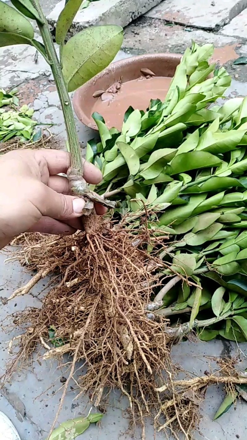 沃柑苗