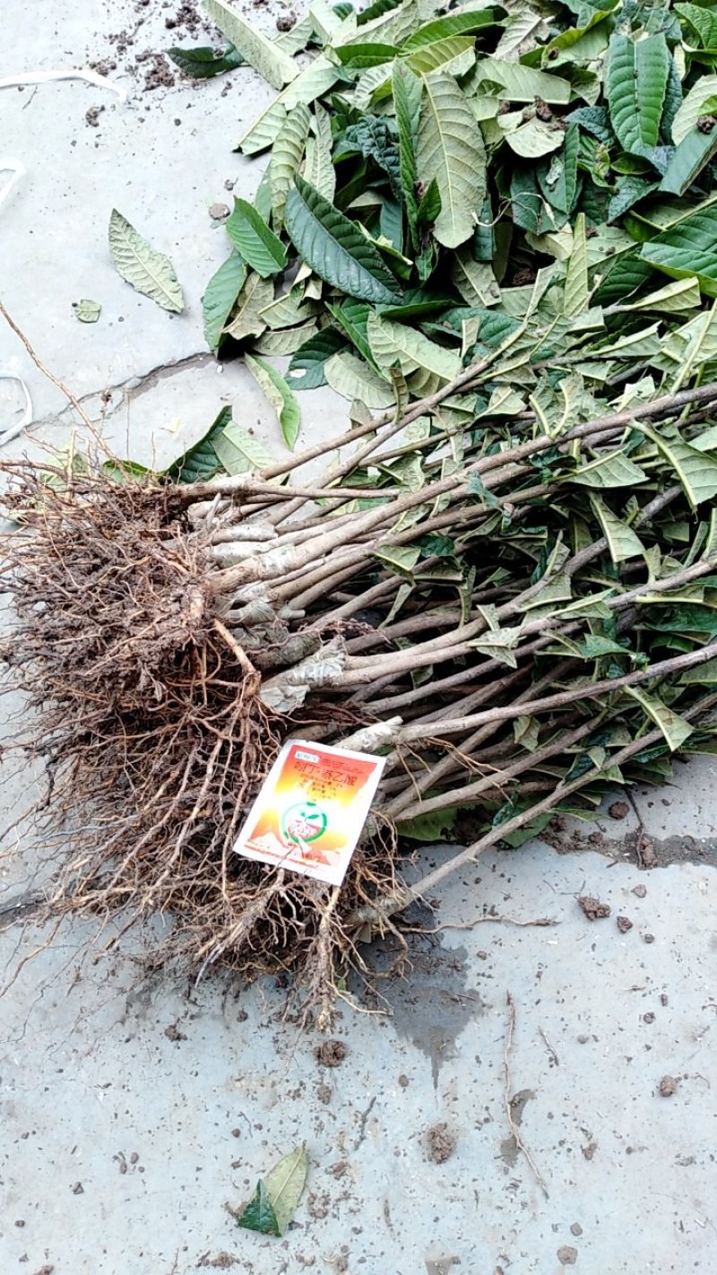 大五星枇杷苗各种柑橘苗，地苗，杯苗均有，全嫁接