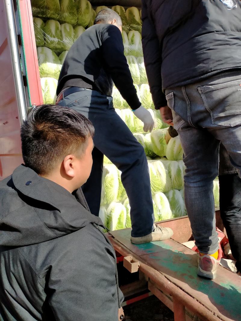 大白菜，青杂三号，毛菜，半毛菜。6_10斤基地直发