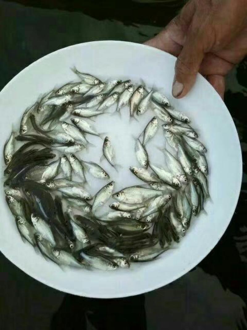【产地发货】武鲳鳊鱼，团头鲂，三角鲂，沙边，提供技术