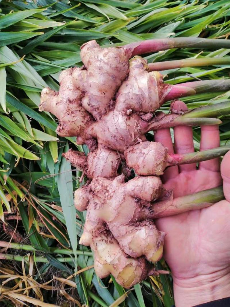云南大理紫姜（乌姜菜姜）基地批发诚信经营对接全国客商