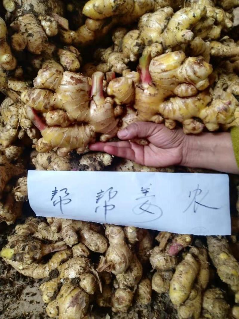 云南大理紫姜（乌姜菜姜）基地批发诚信经营对接全国客商