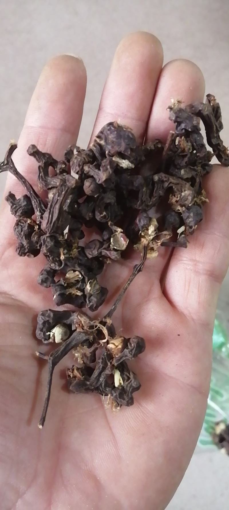 拐枣干中药材干货拐枣果万寿新货枳椇子