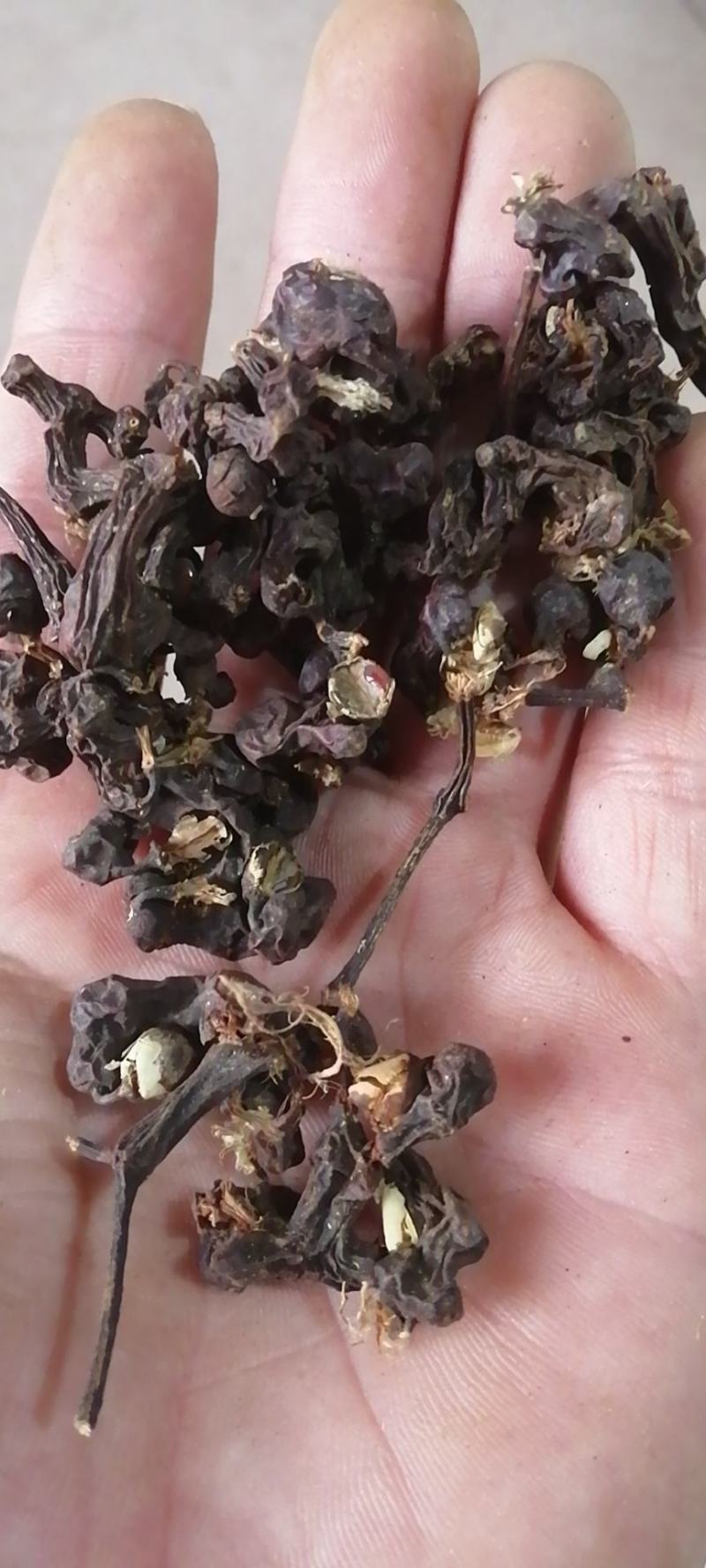 拐枣干中药材干货拐枣果万寿新货枳椇子