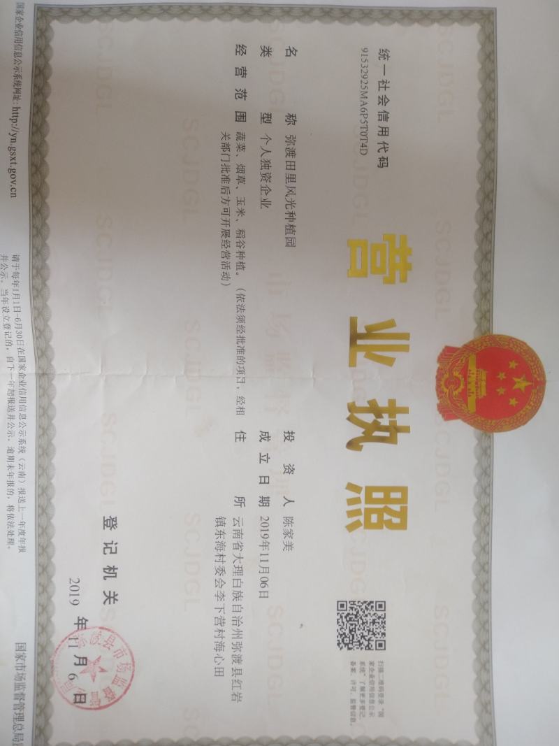 云南大理紫姜（乌姜菜姜）基地批发诚信经营对接全国客商
