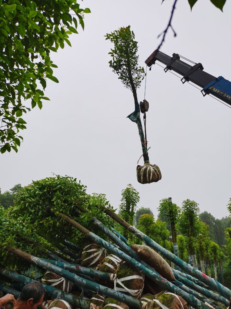 容器截杆香樟树袋苗截杆香樟树