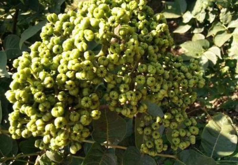 大花吴茱萸种子小花中花吴萸茶辣漆辣子臭檀吴萸种籽