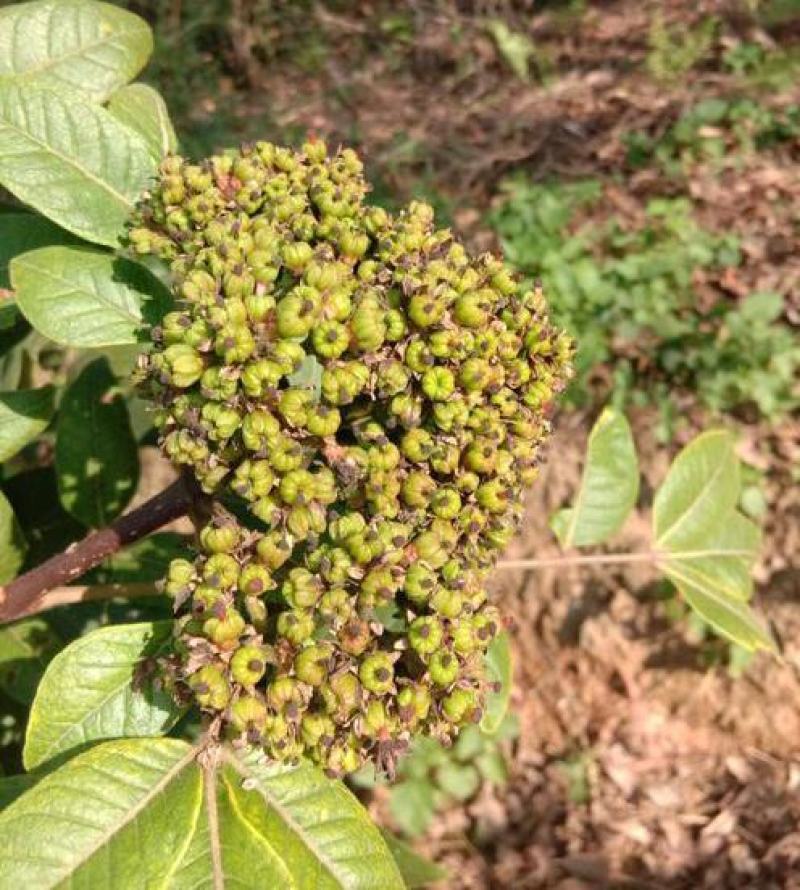 大花吴茱萸种子小花中花吴萸茶辣漆辣子臭檀吴萸种籽