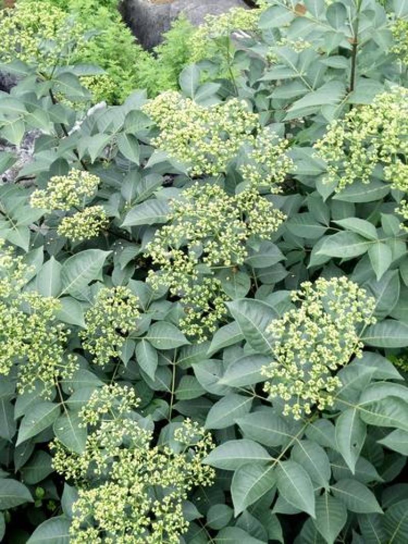 大花吴茱萸种子小花中花吴萸茶辣漆辣子臭檀吴萸种籽