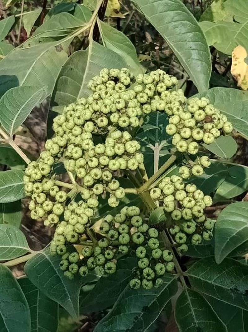 大花吴茱萸种子小花中花吴萸茶辣漆辣子臭檀吴萸种籽
