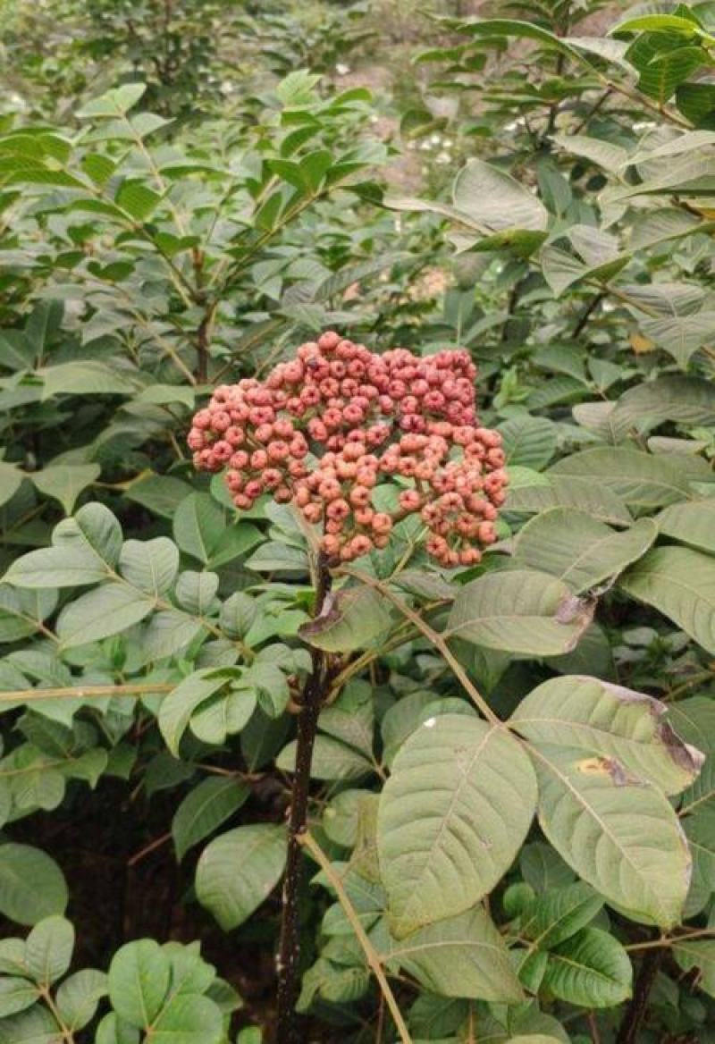 大花吴茱萸种子小花中花吴萸茶辣漆辣子臭檀吴萸种籽