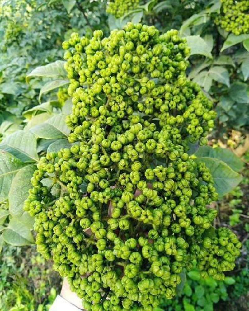 大花吴茱萸种子小花中花吴萸茶辣漆辣子臭檀吴萸种籽