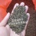 大花吴茱萸种子小花中花吴萸茶辣漆辣子臭檀吴萸种籽