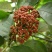 大花吴茱萸种子小花中花吴萸茶辣漆辣子臭檀吴萸种籽