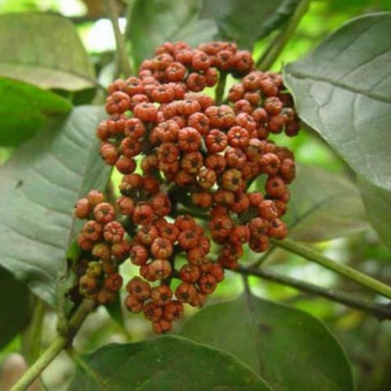 大花吴茱萸种子小花中花吴萸茶辣漆辣子臭檀吴萸种籽