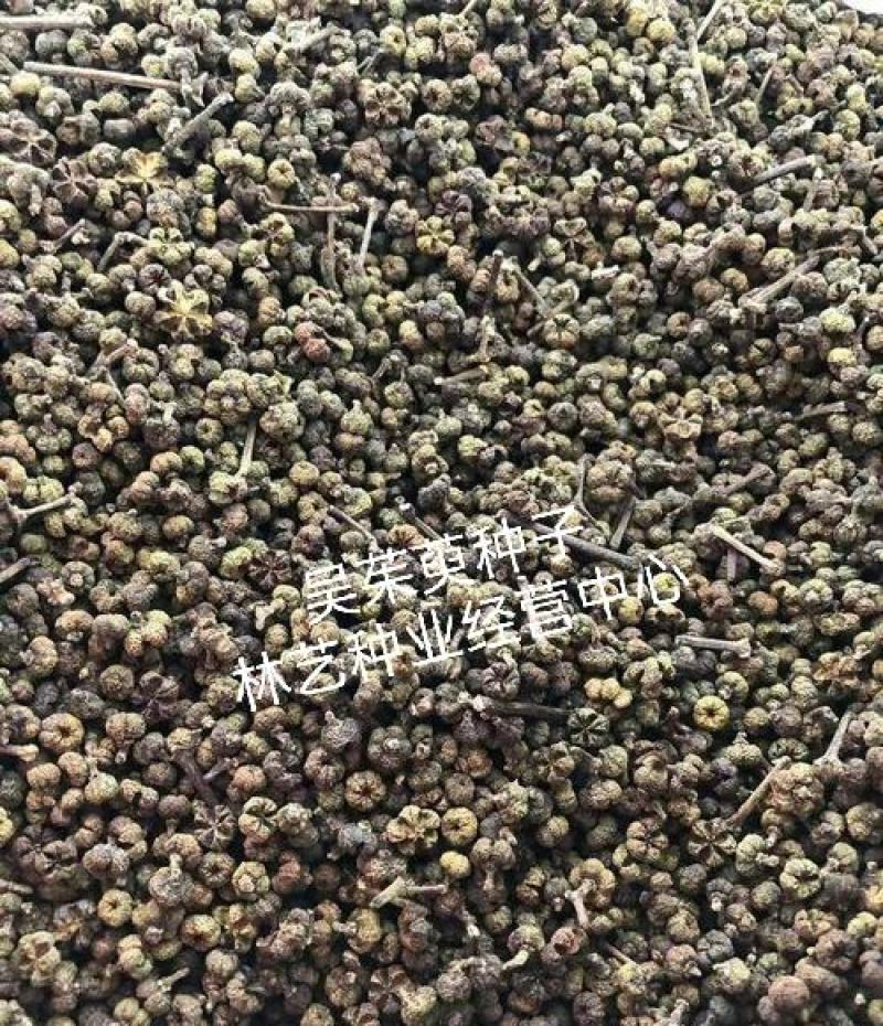 大花吴茱萸种子小花中花吴萸茶辣漆辣子臭檀吴萸种籽