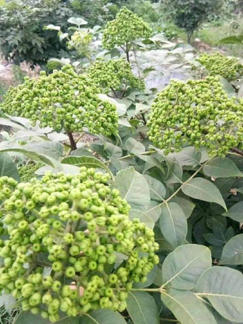大花吴茱萸种子小花中花吴萸茶辣漆辣子臭檀吴萸种籽