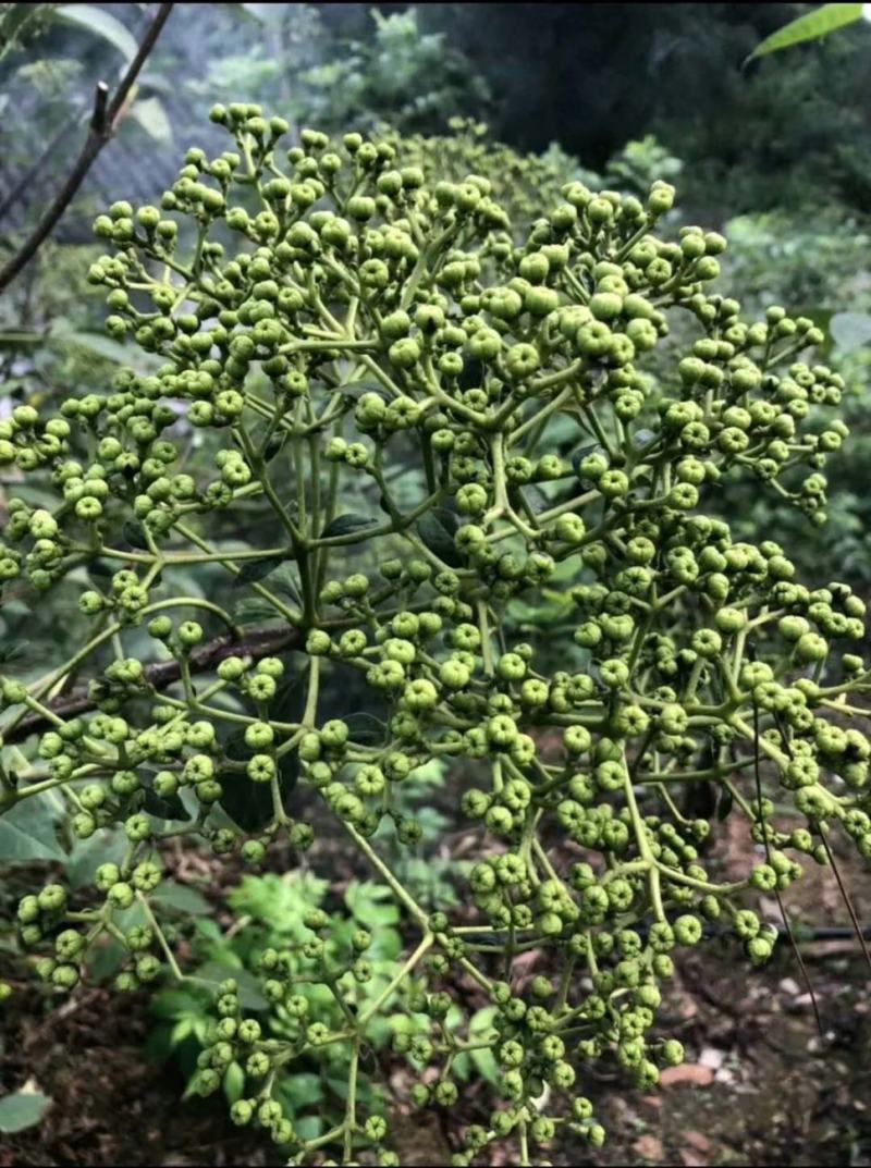 大花吴茱萸种子小花中花吴萸茶辣漆辣子臭檀吴萸种籽