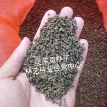 大花吴茱萸种子小花中花吴萸茶辣漆辣子臭檀吴萸种籽