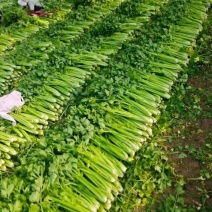 商河白桥芹菜种植基地欢迎新老客户来我处考察采购