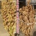 千斤豆黄豆种子大豆种春夏季播大田基地均可种植大豆种高产黄