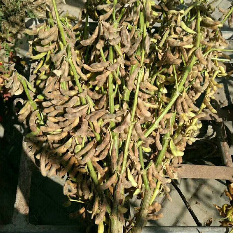 千斤豆黄豆种子大豆种春夏季播大田基地均可种植大豆种高产黄