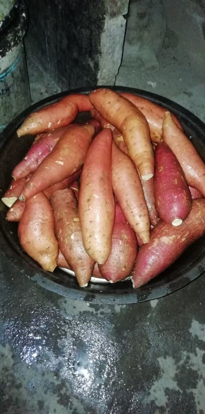 红薯