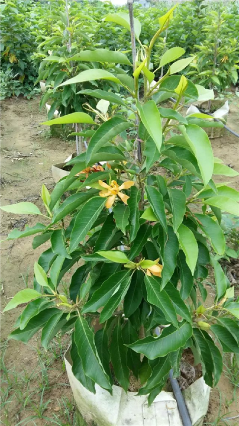 黄角兰种子/黄桷兰种子/黄果兰树种/木兰种子/白兰花种子
