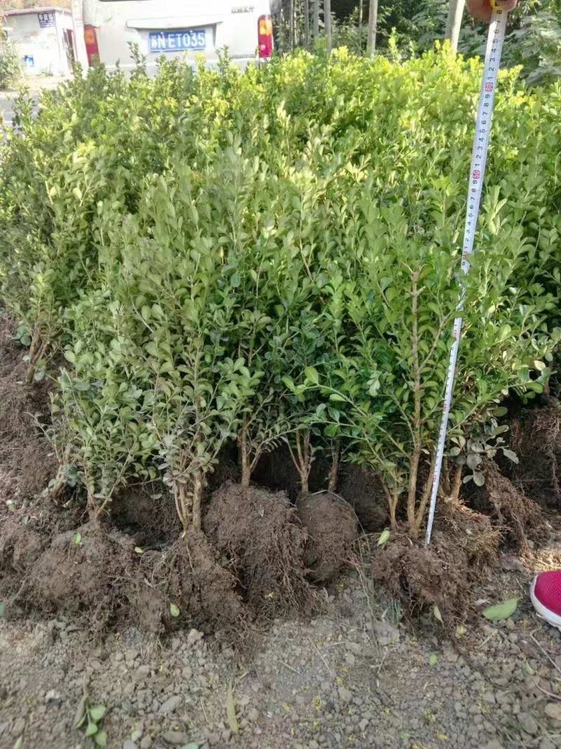 瓜子黄杨毛球江苏沭阳基地直供无中间商有需要的联系我