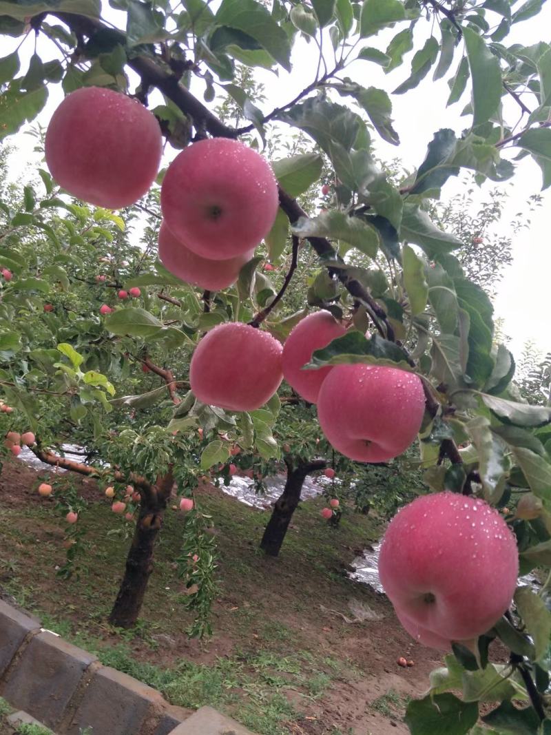 套袋红富士