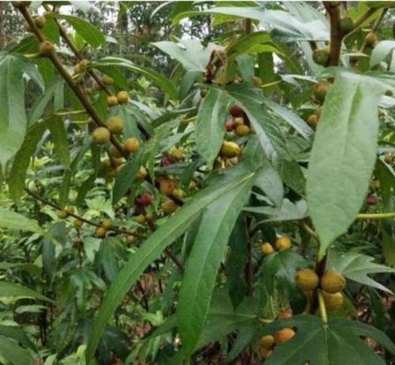 广西五指毛桃种子南方北方四季可种植中药材五指毛桃种子