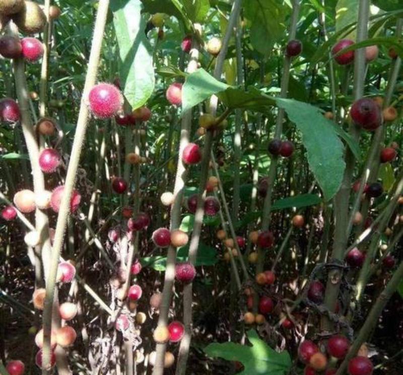 广西五指毛桃种子南方北方四季可种植中药材五指毛桃种子