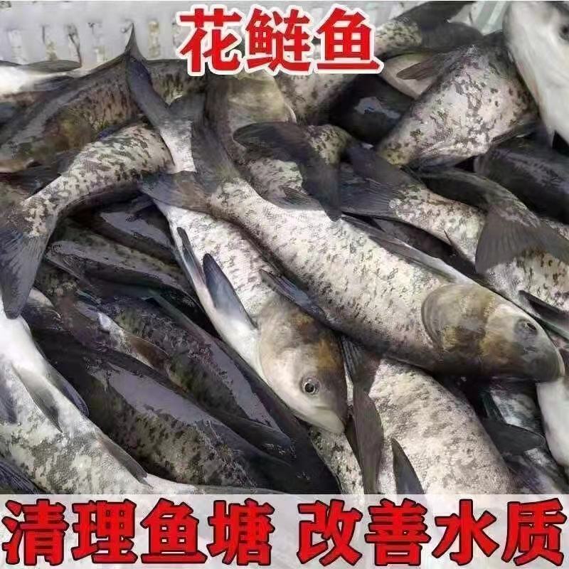 常年面向全国供应优质鱼苗品种齐全！欢迎采购诚信经营