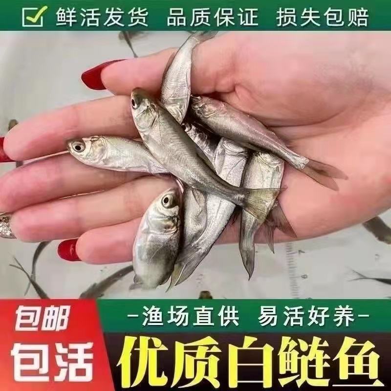 常年面向全国供应优质鱼苗品种齐全！欢迎采购诚信经营