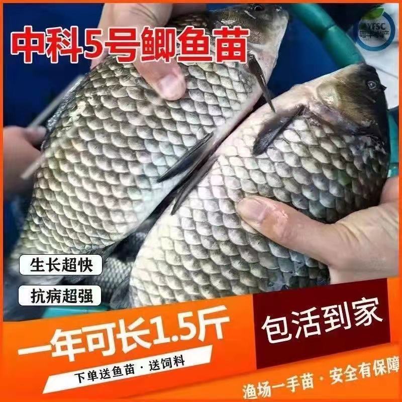 常年面向全国供应优质鱼苗品种齐全！欢迎采购诚信经营