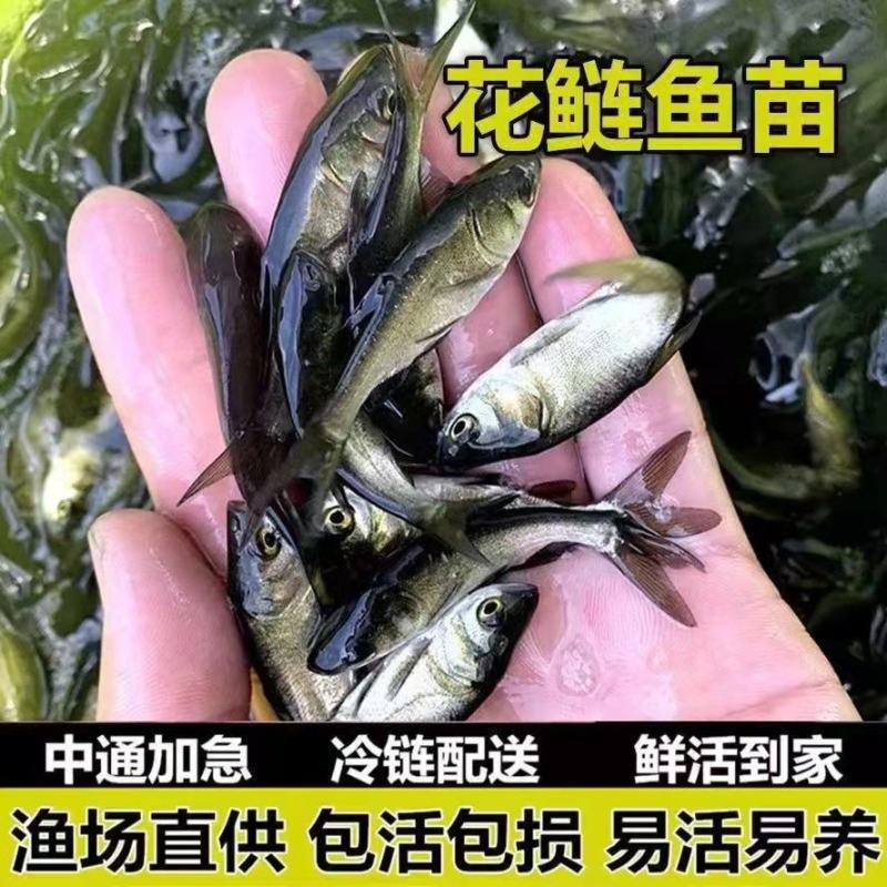 常年面向全国供应优质鱼苗品种齐全！欢迎采购诚信经营