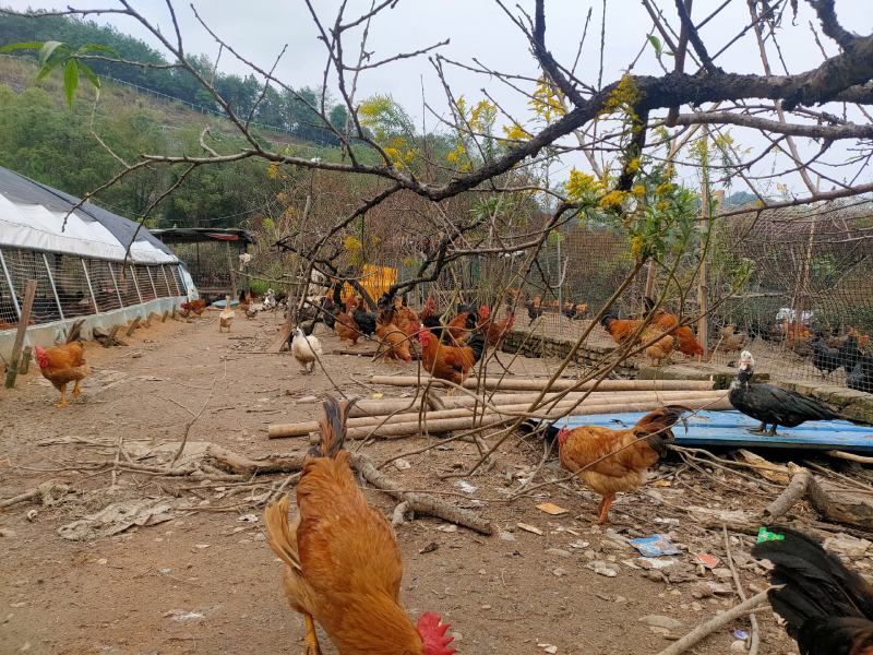 雪山草鸡青脚土鸡果园散养