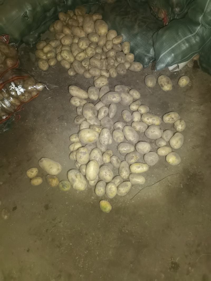 黄皮黄心，个头均匀，薯型好，颜色好，三两通货干洗微七土豆