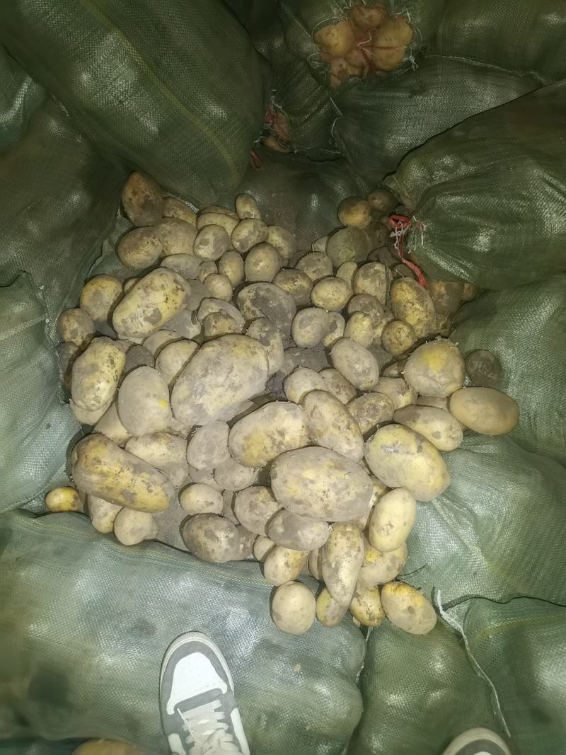 黄皮黄心，个头均匀，薯型好，颜色好，三两通货干洗微七土豆