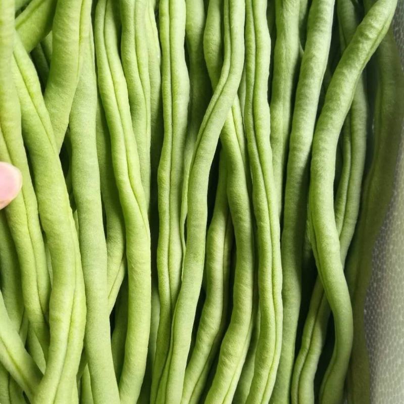 【推荐】豆王豆角大量供应基地直销货源充足品质保证