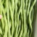 【推荐】豆王豆角大量供应基地直销货源充足品质保证